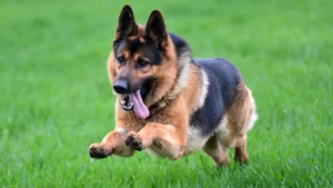 German Shepherd