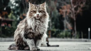 Maine Coon Cat