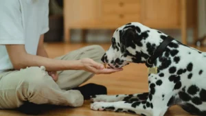 dog having food