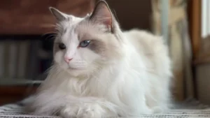 Ragdoll Cat