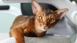 Abyssinian Cat