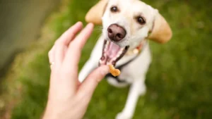 homemade dog treats