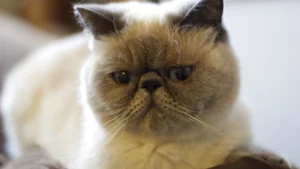 Exotic Shorthair