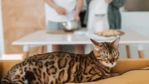 Bengal Cat