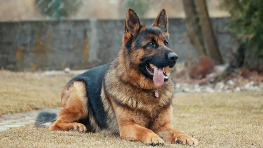 german shepherds