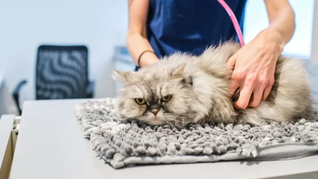 How to know if your cat is sick