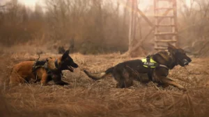 german shepherds at work