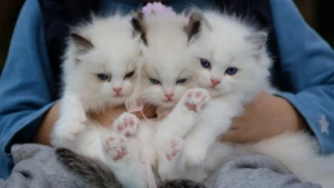 baby cats