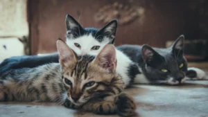 group of cats