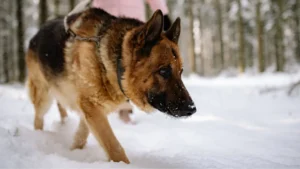 german shepherds in snow