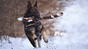 running german shepherds