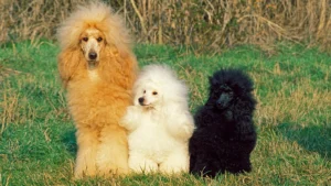 multi colored poodles