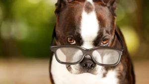 the top 10 most intelligent dog breeds