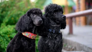 black poodles