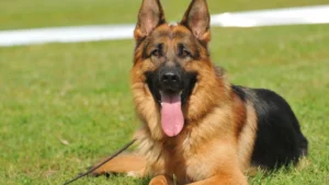 German Shepherd