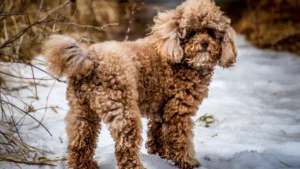 brown poodles