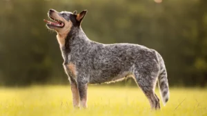 Australian Cattle Dog