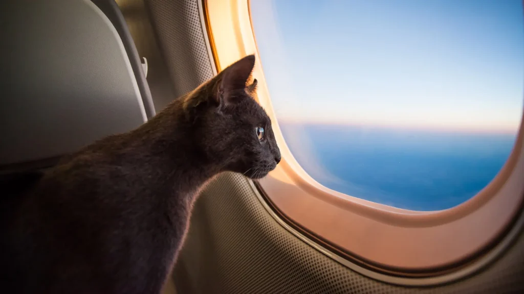 How To Travel With Cat