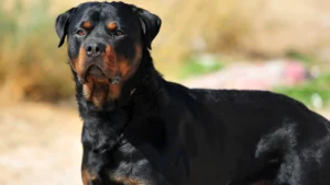 Rottweiler