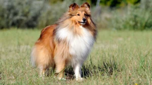 Shetland Sheepdog