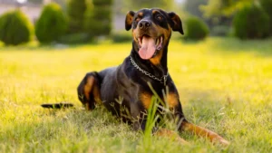 Doberman Pinscher