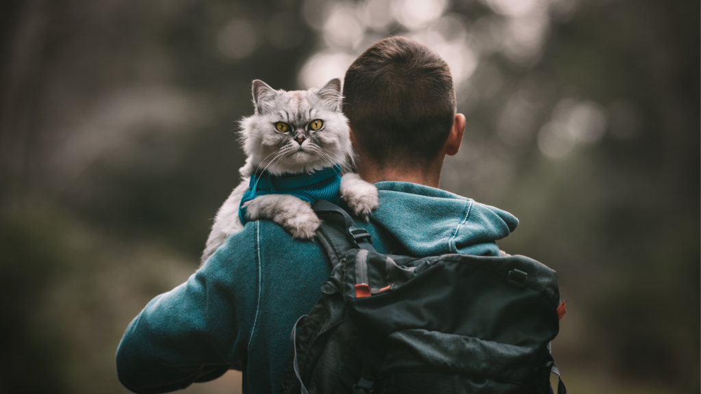 cat on shoulder