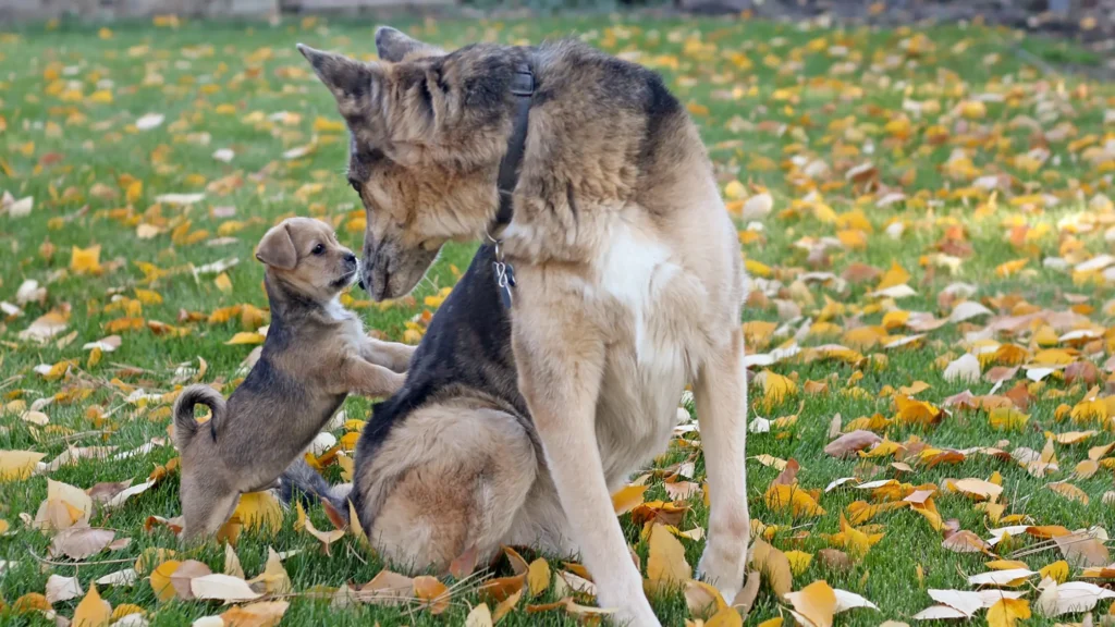 how to introduce a puppy to a dominant dog