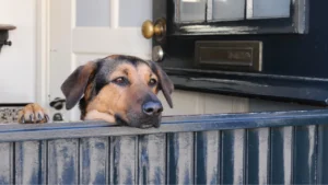 Dog scratching door
