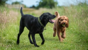 dogs playing