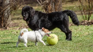 a puppy and a dog