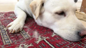 dog with dog hair