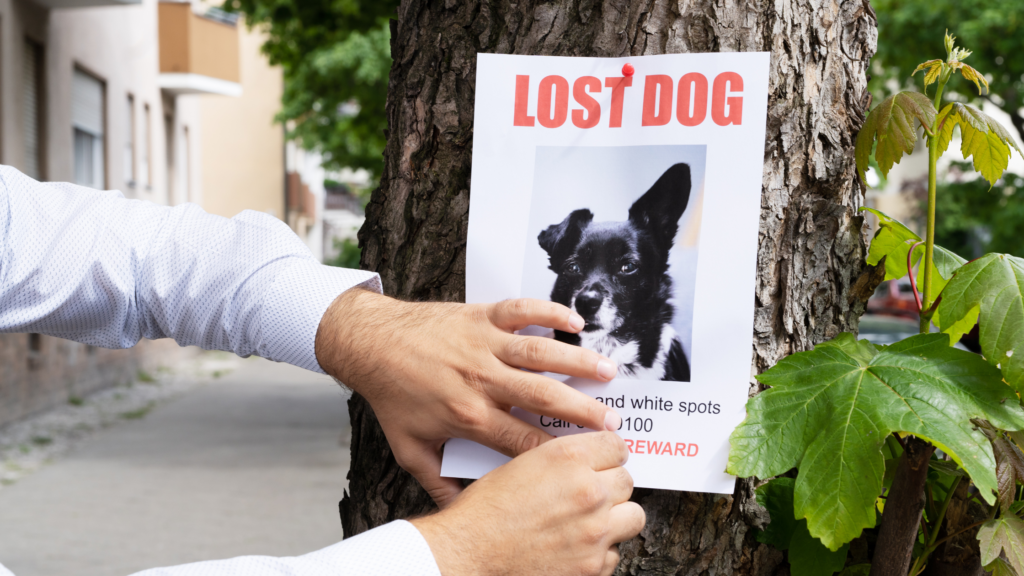 When To Stop Looking For A Lost Dog