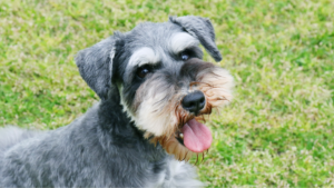 Schnauzer