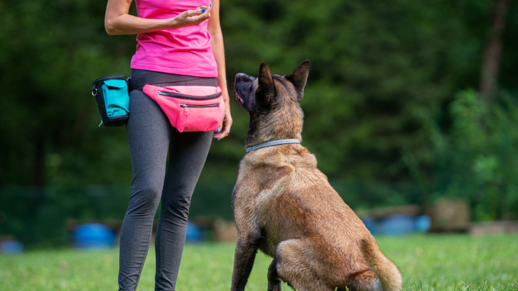 dog training pouch