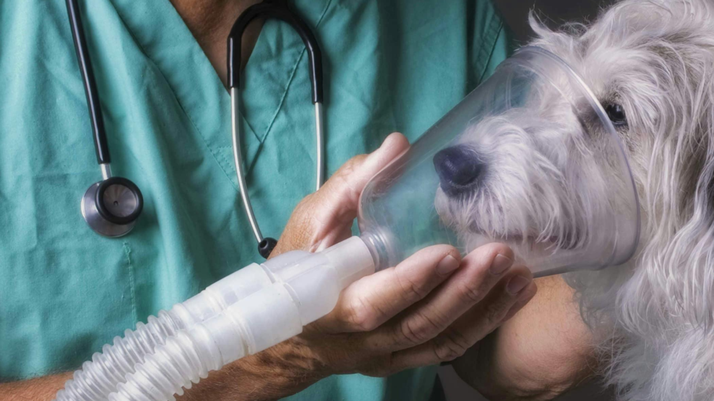 dog nebulizer