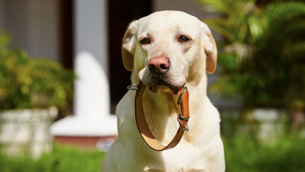 cute dog collar