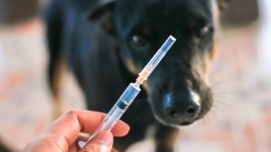 dog getting vaccine