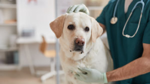 dog with vet