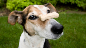 dog with bone