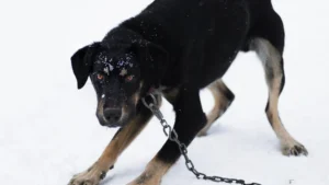 furious chained dog
