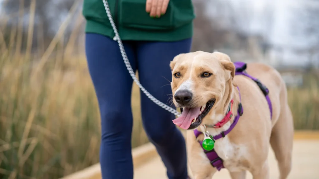 chain for dogs