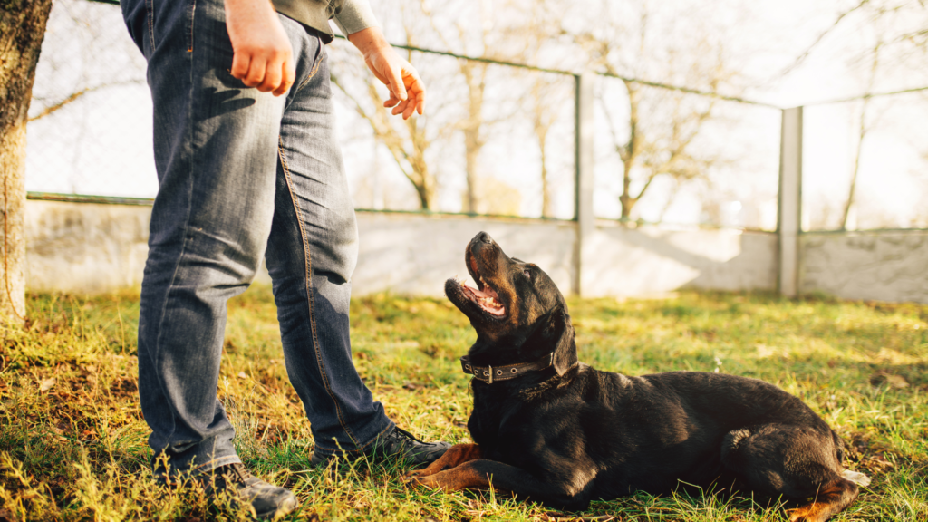 how to train a dog with an e collar