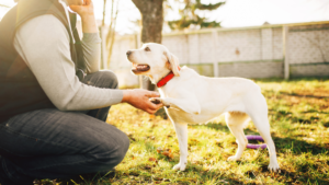 e collar on a dog