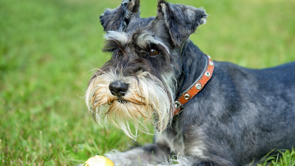 Why Schnauzers Are the Worst Dogs