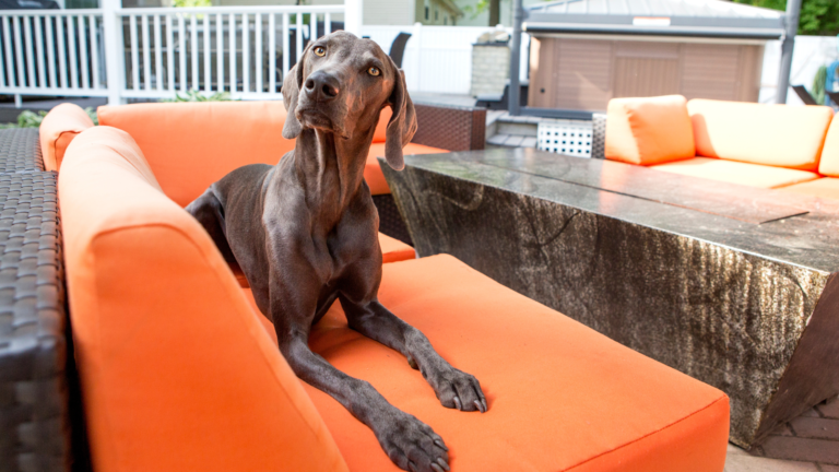 outdoor dog furniture