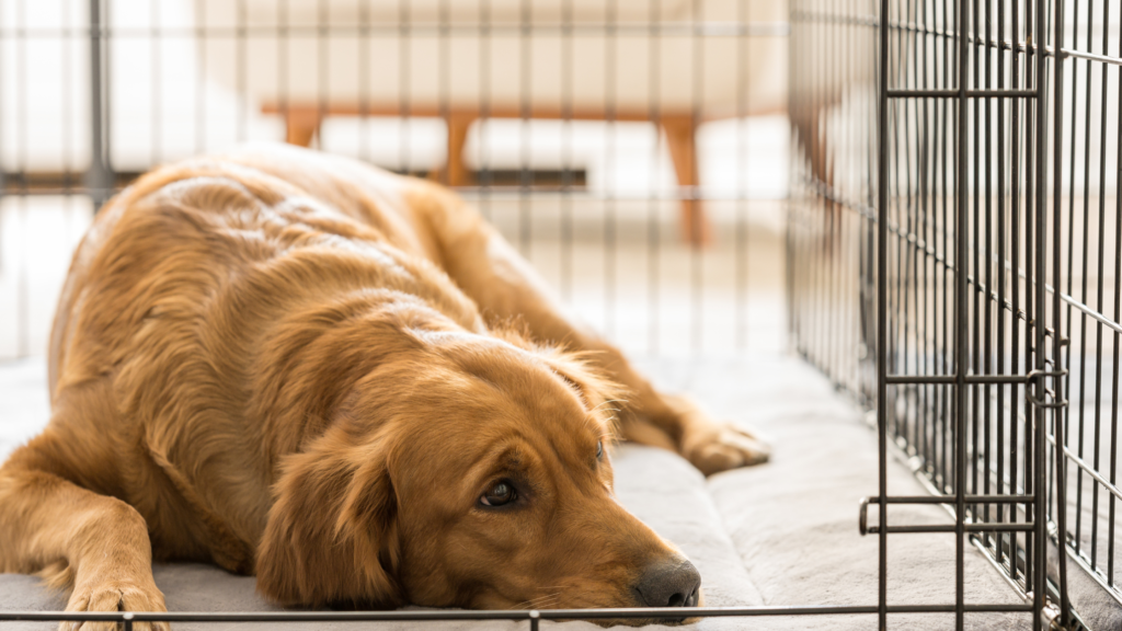 rubber mat for dog crate