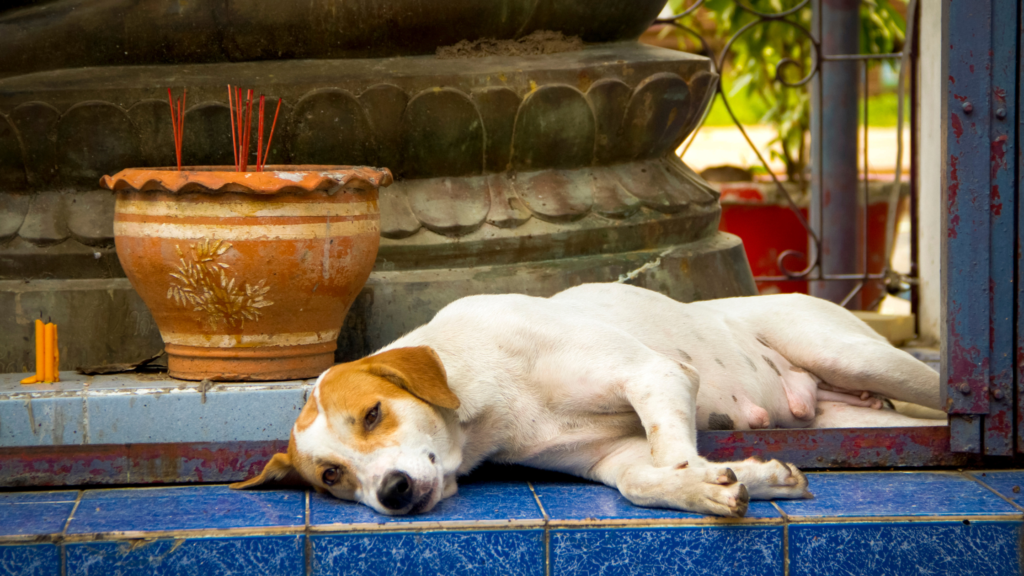 is incense bad for dogs