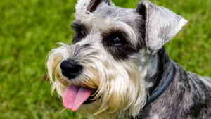 lovely Schnauzers 