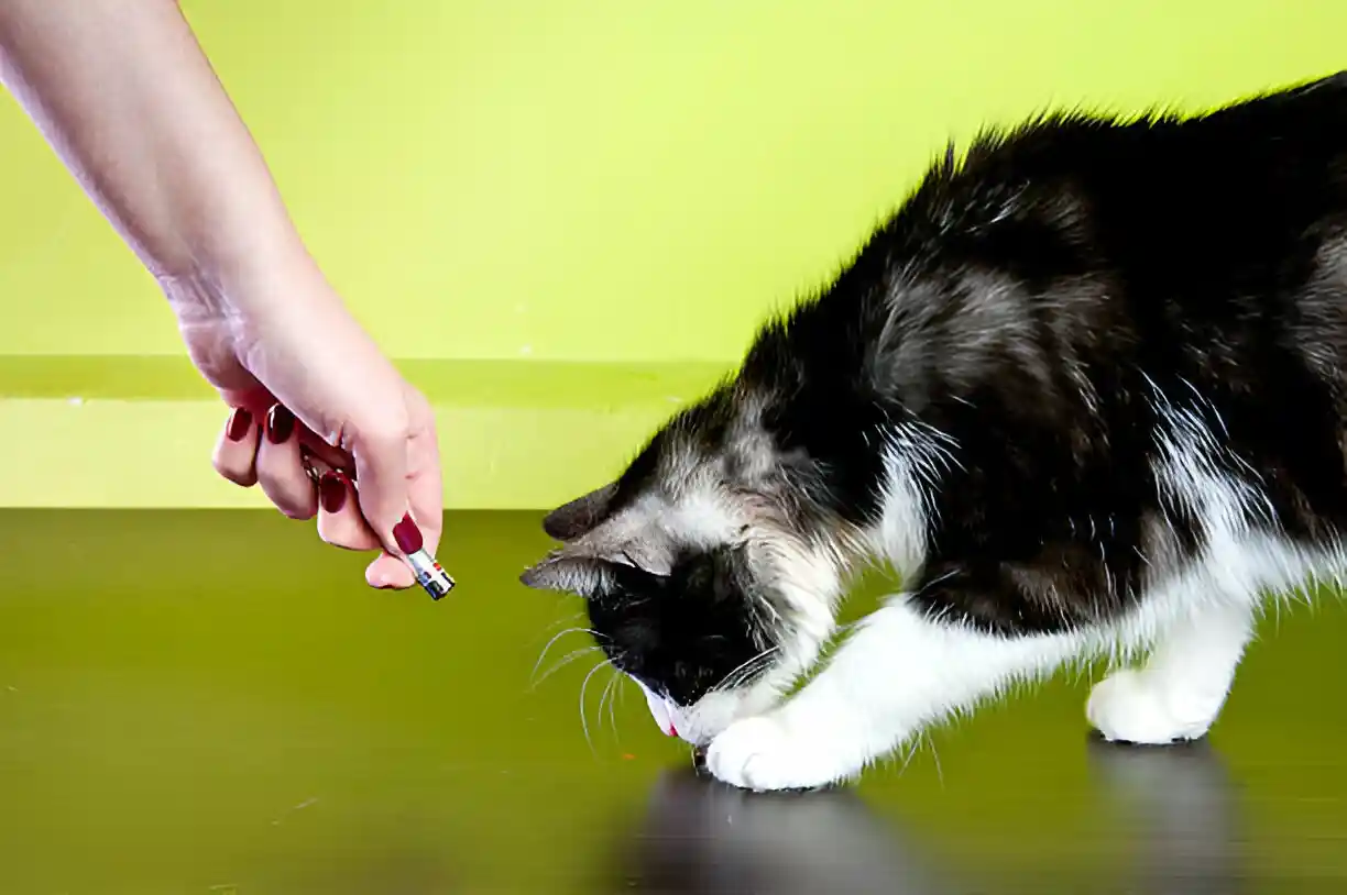 cat playing with laser