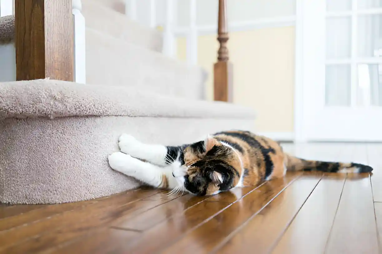 cat scratching couch